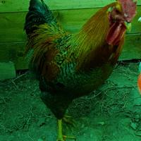 Gallo da cortile
