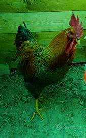 Gallo da cortile