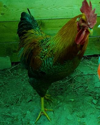 Gallo da cortile