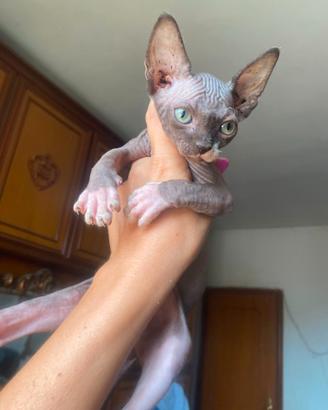 Gatti Sphynx cuccioli