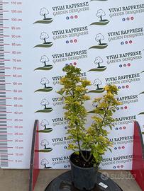 Euonymus japonicus Aureovariegato pianta siepe