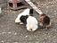 Immagine 1