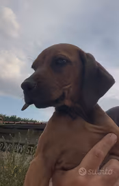 Rhodesian Ridgeback