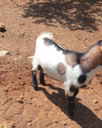 Caprette tibetane