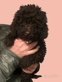 Barboncina cioccolato pedigree enci