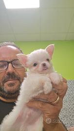 Chihuahua