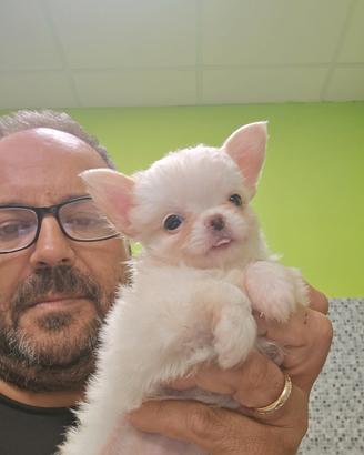 Chihuahua
