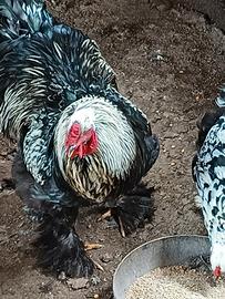 Animali da cortile