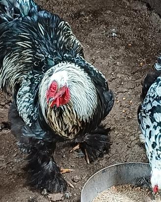 Animali da cortile