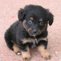 Cuccioli volpino/jack Russel