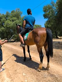 Cavallo