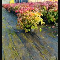 Nandina  Fire Power