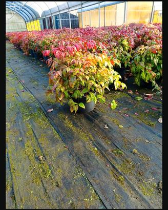 Nandina  Fire Power