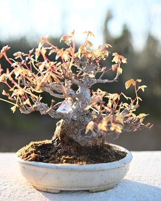 Bonsai kaede Shohin
