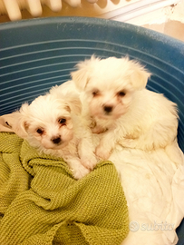 Cuccioli di maltese