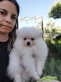 Pomerania con pedigree