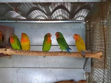 Pappagalli inseparabili