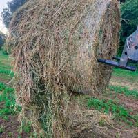 Fieno di erba medica 2' taglio in balloni