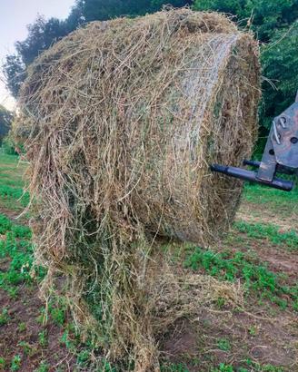 Fieno di erba medica 2' taglio in balloni