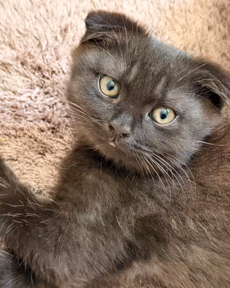 Cuccioli Scottish Fold e Scottish Straight