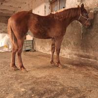 Puledro quarter horse