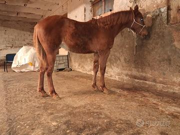 Puledro quarter horse