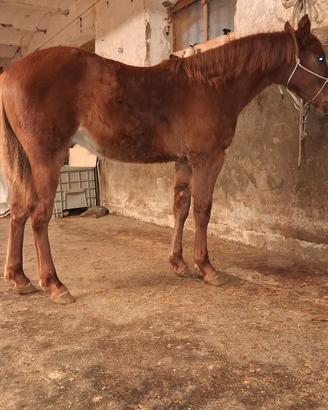 Puledro quarter horse