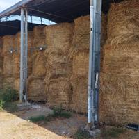 Pisa-Rotoballe erba medica+trifoglio alessandrino