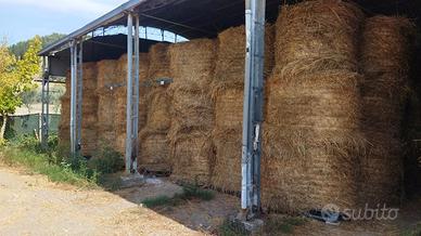 Pisa-Rotoballe erba medica+trifoglio alessandrino