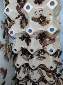 Blatta Nauphoeta cinerea