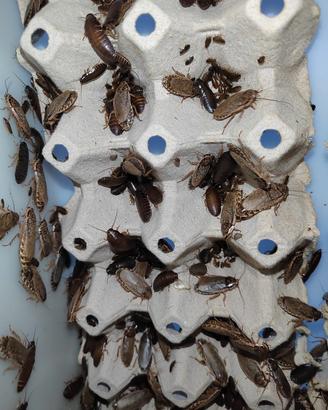 Blatta Nauphoeta cinerea
