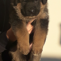 Cuccioli di pastore tedesco