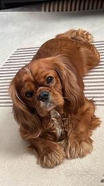 Cavalier King per Accoppiamento