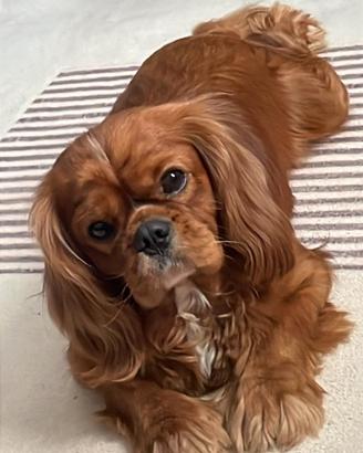 Cavalier King per Accoppiamento
