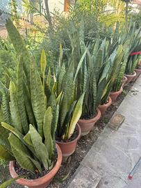 Piante di sanseveria