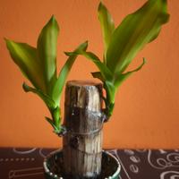 Tronchetto della Felicità (Dracaena fragrans)