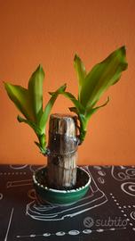 Tronchetto della Felicità (Dracaena fragrans)