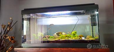 Acquario 70 L