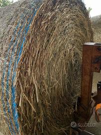 Fieno di prato stabile