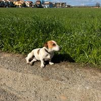 Jack russell