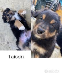 Cuccioli di Australian Shepherd