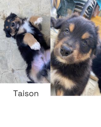 Cuccioli di Australian Shepherd