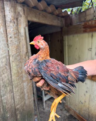 Gallo
