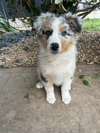 Cucciolo pastore australiano