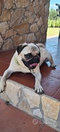 Cane Carlino Maschio