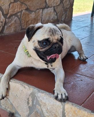 Cane Carlino Maschio