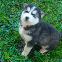 Siberian husky