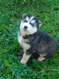 Siberian husky