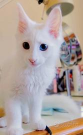 Gatti Angora turco