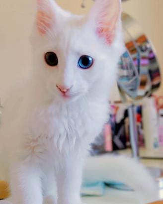 Gatti Angora turco